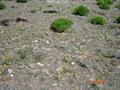 Ranunculus acris